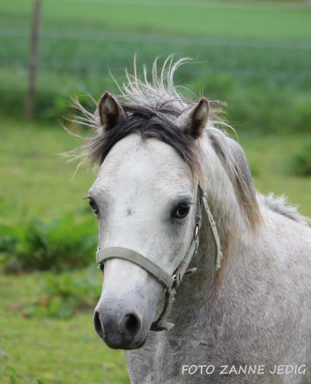 Welsh Mountain (sec A) Tollgate Charlie-Farley billede 18