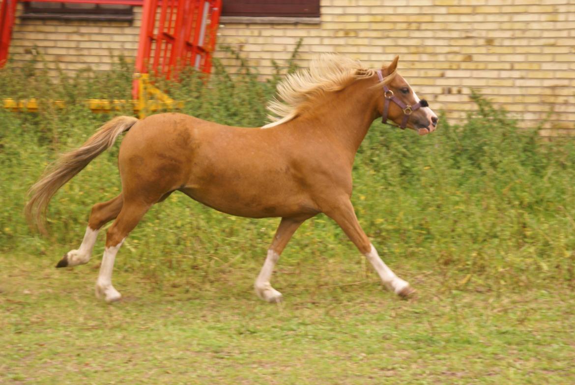 Welsh Mountain (sec A) Rø's dizzy mizz lizzy billede 3