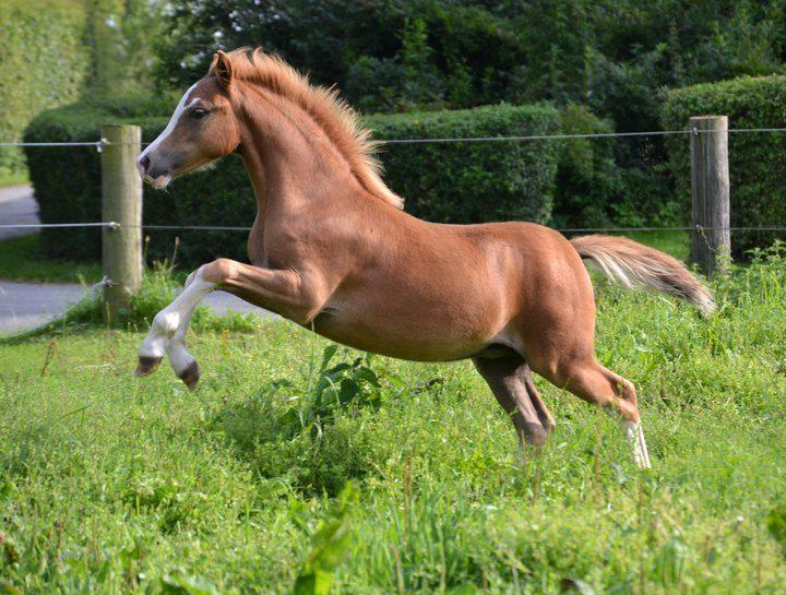 Welsh Mountain (sec A) Rø's dizzy mizz lizzy billede 4