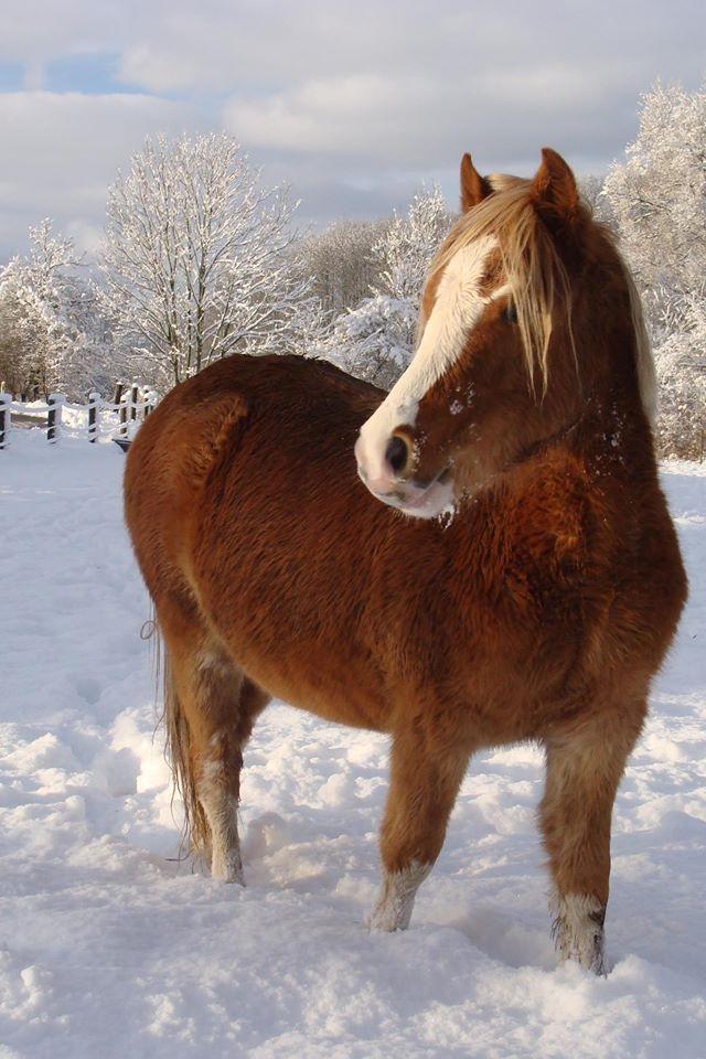 Welsh Mountain (sec A) Rø's dizzy mizz lizzy billede 5