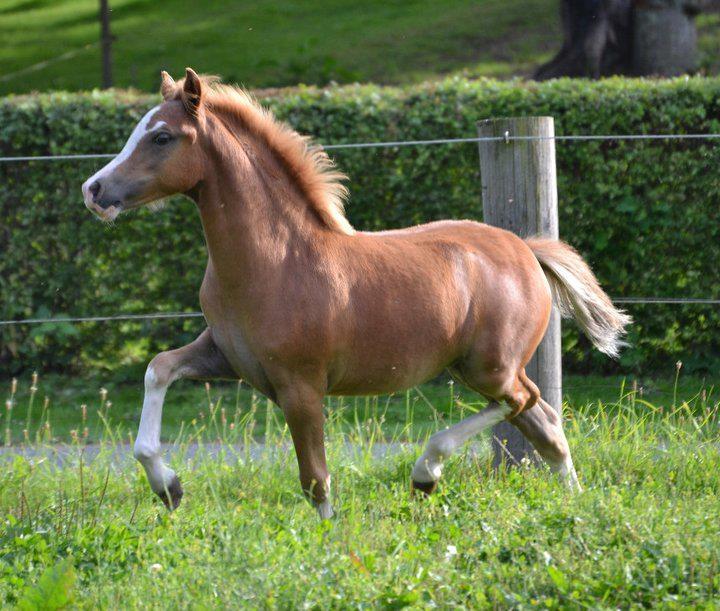 Welsh Mountain (sec A) Rø's dizzy mizz lizzy billede 6