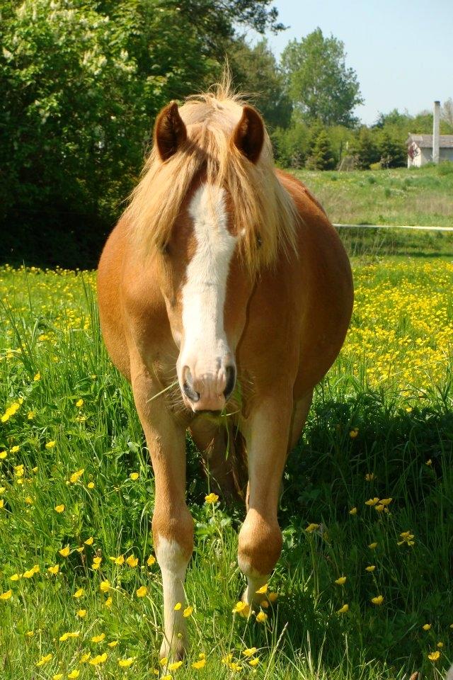 Welsh Mountain (sec A) Rø's dizzy mizz lizzy billede 7
