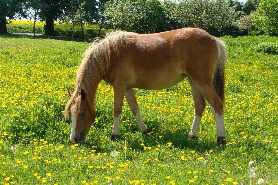 Welsh Mountain (sec A) Rø's dizzy mizz lizzy billede 8