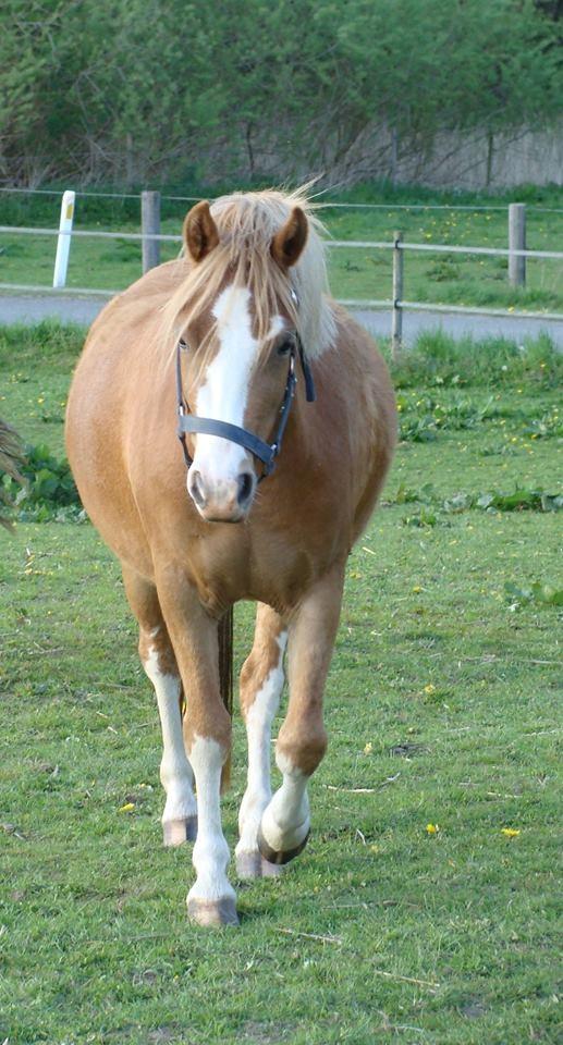 Welsh Mountain (sec A) Rø's dizzy mizz lizzy billede 10