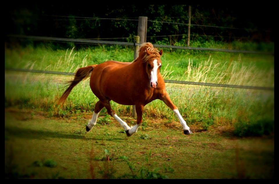 Welsh Mountain (sec A) Rø's dizzy mizz lizzy billede 11
