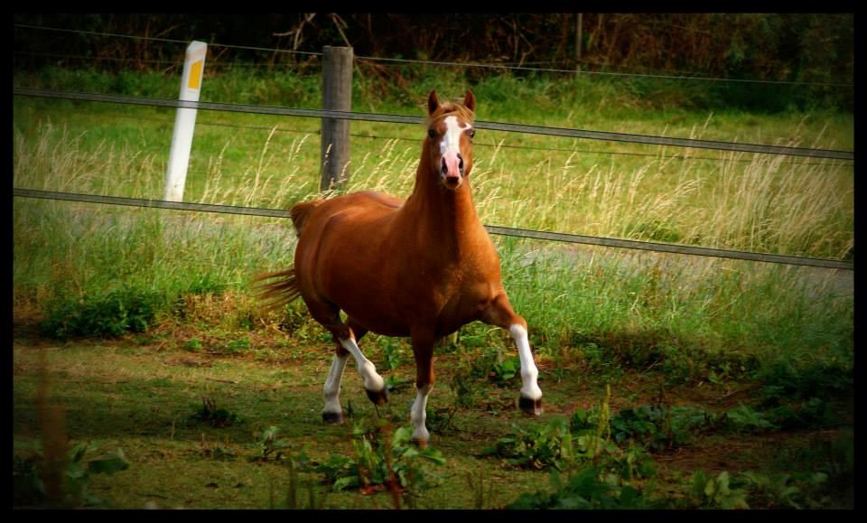 Welsh Mountain (sec A) Rø's dizzy mizz lizzy billede 12