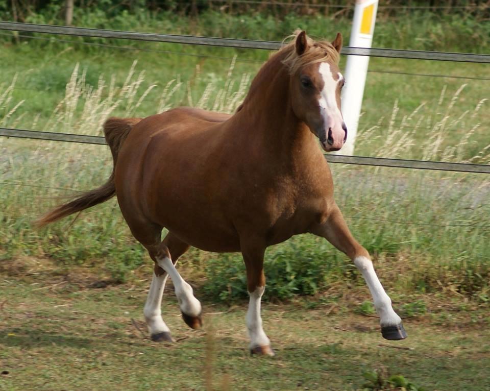 Welsh Mountain (sec A) Rø's dizzy mizz lizzy billede 13