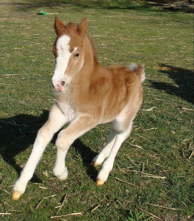 Welsh Mountain (sec A) Rø's dizzy mizz lizzy billede 14