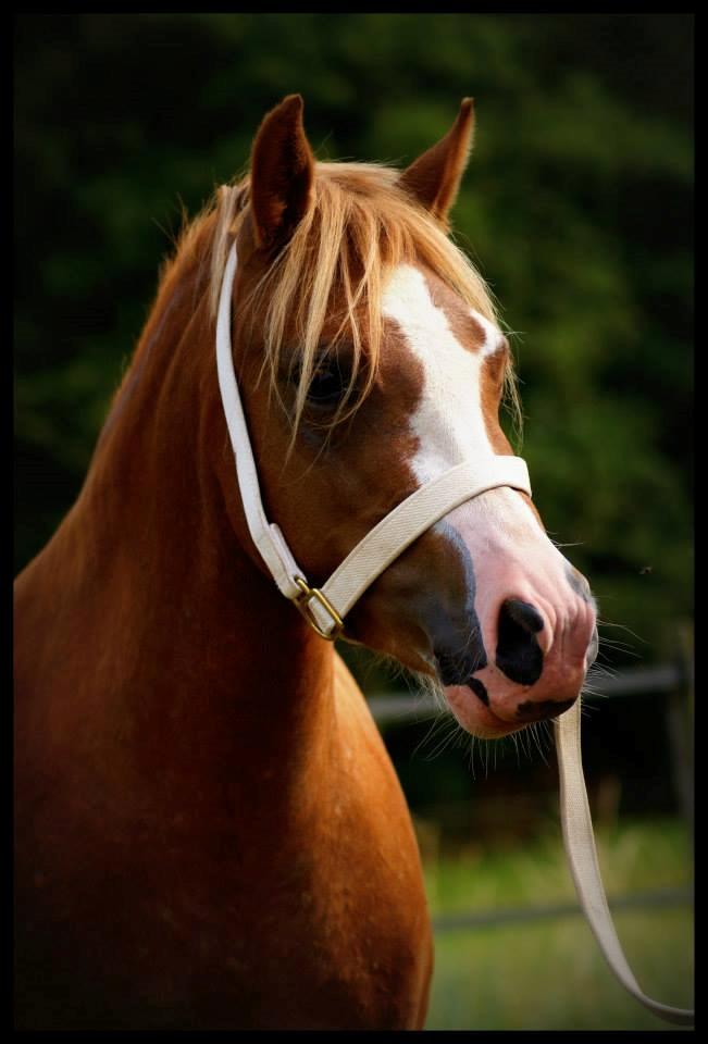 Welsh Mountain (sec A) Rø's dizzy mizz lizzy billede 2