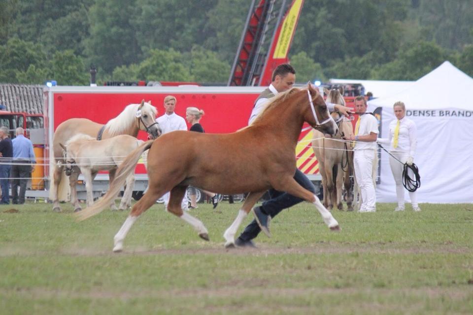Welsh Mountain (sec A) Rø's dizzy mizz lizzy billede 15