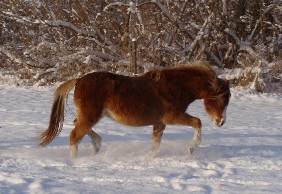 Welsh Mountain (sec A) Rø's dizzy mizz lizzy billede 9