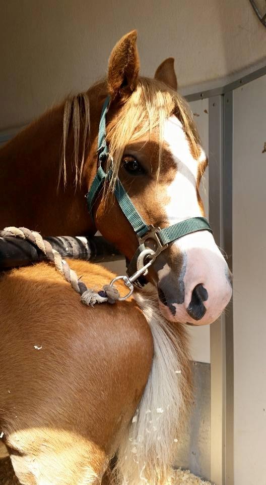 Welsh Mountain (sec A) Rø's dizzy mizz lizzy billede 16