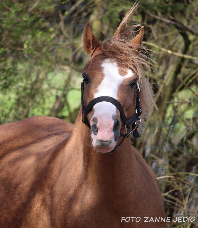 Welsh Mountain (sec A) Rø's dizzy mizz lizzy billede 1