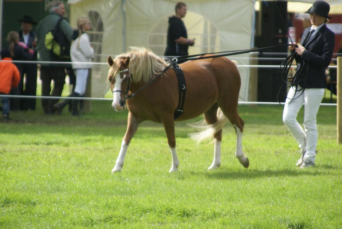 Welsh Mountain (sec A) Rø's dizzy mizz lizzy billede 17