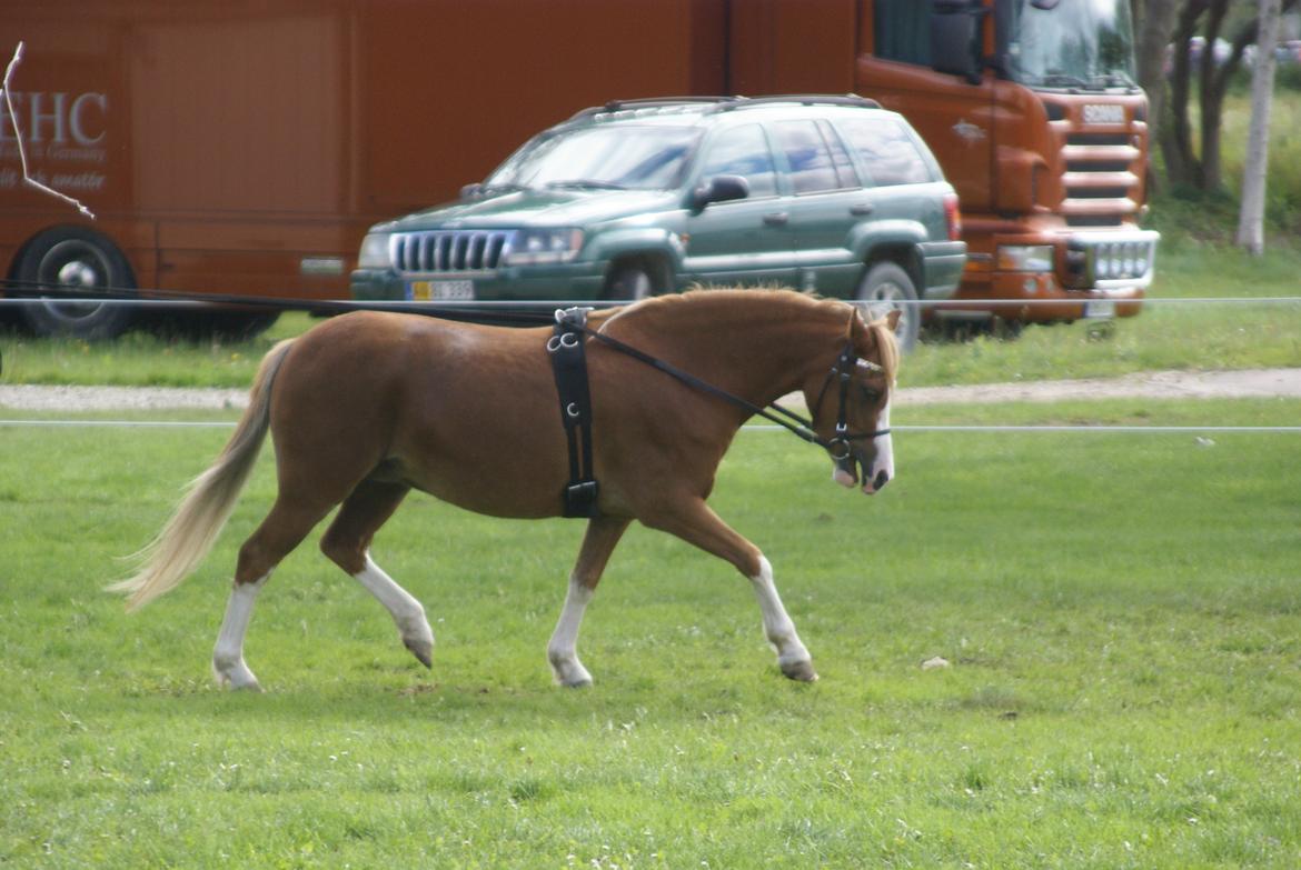 Welsh Mountain (sec A) Rø's dizzy mizz lizzy billede 18