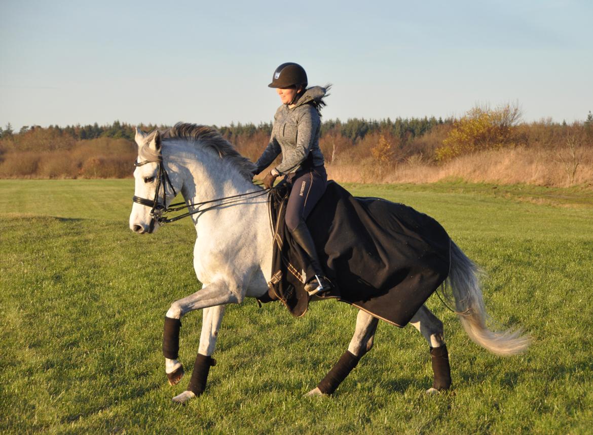 Holstener Limara billede 15