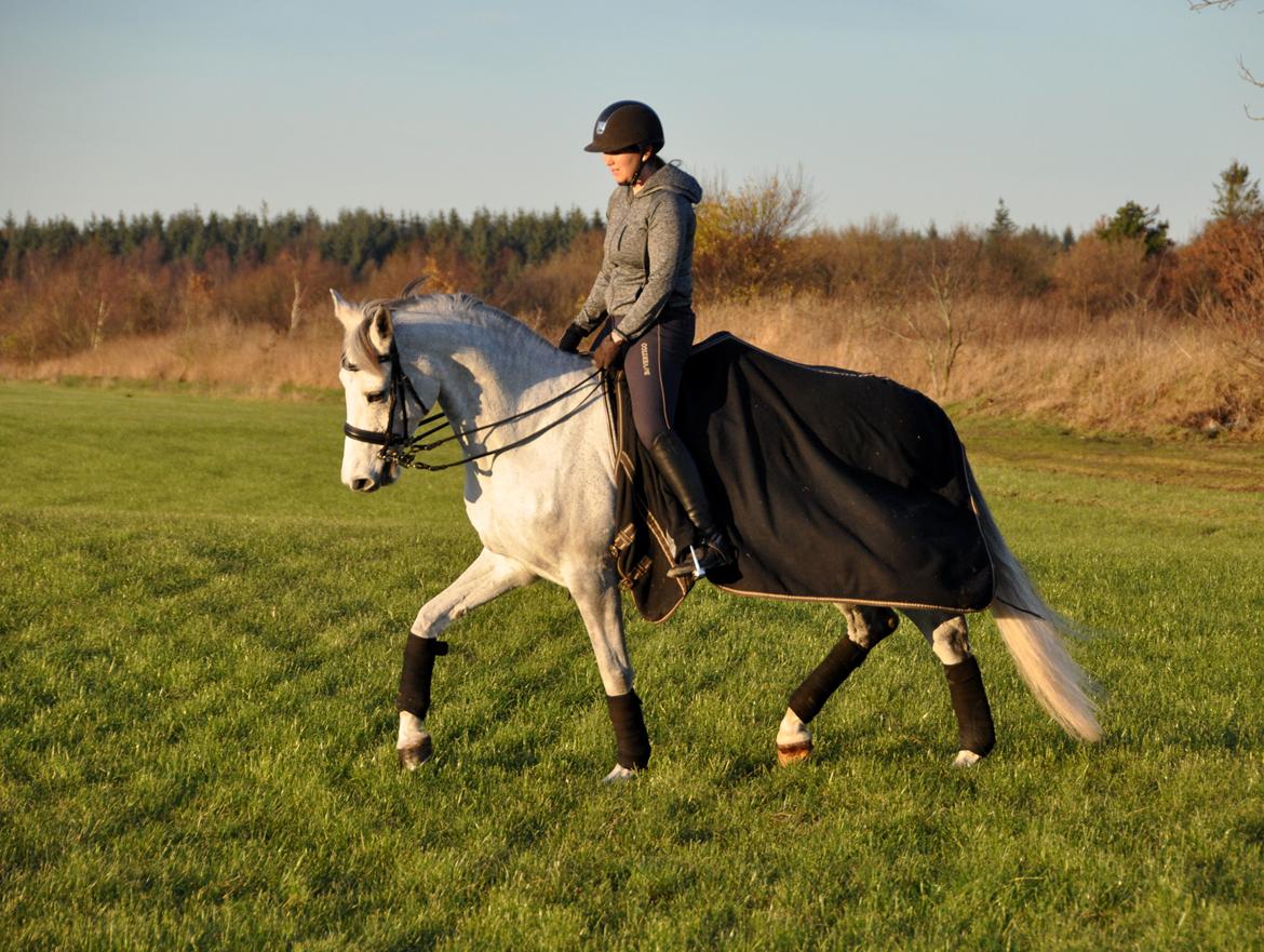 Holstener Limara billede 20