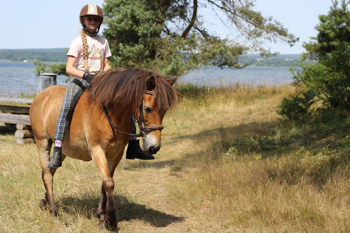 Gotlandsruss Homér billede 2