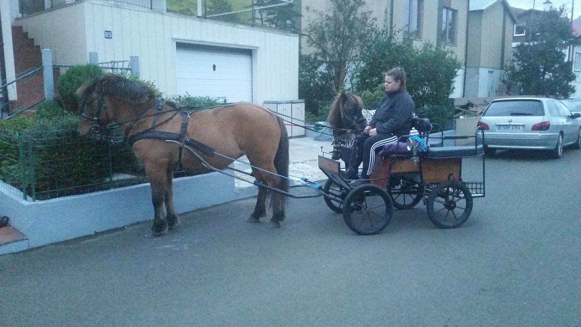 Anden særlig race Paika - så skal der trænes vogn kørsel :) billede 15