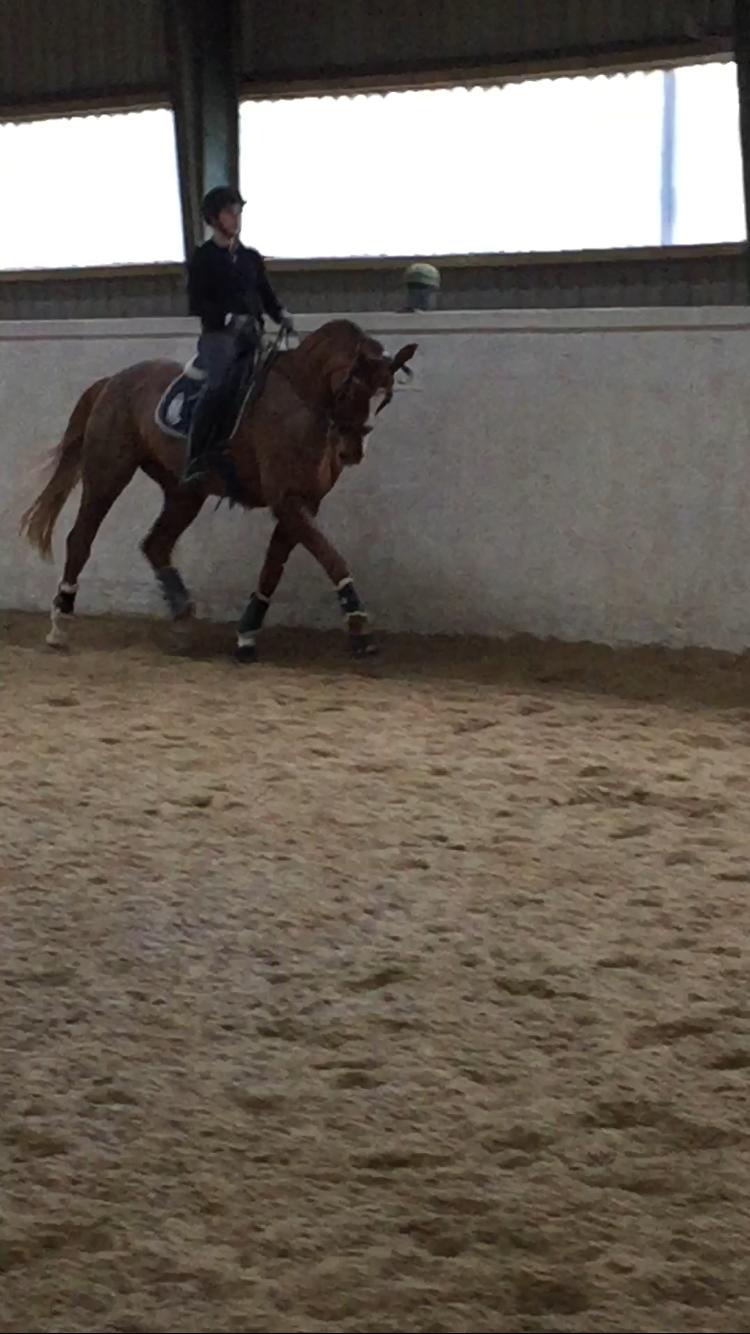 Dansk Varmblod Kildebo's Laurina - Første gang jeg prøvede hende billede 5