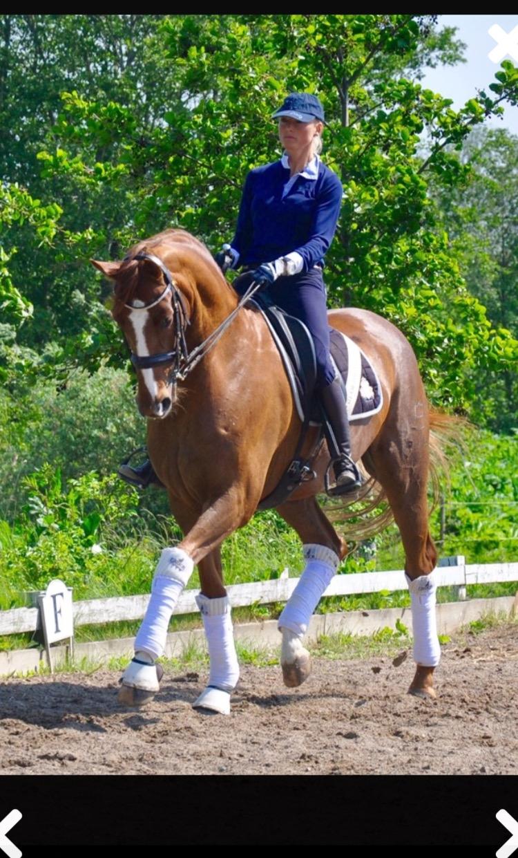 Dansk Varmblod Kildebo's Laurina - Laurina og tidl. ejer billede 7