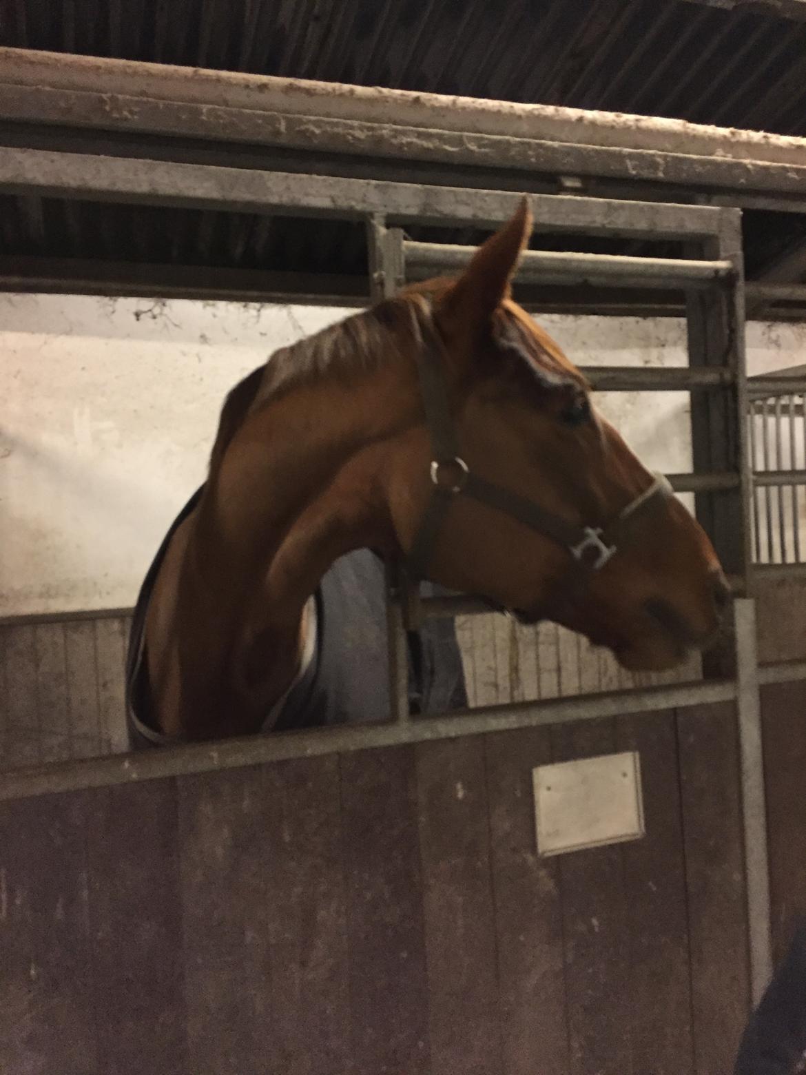 Dansk Varmblod Kildebo's Laurina billede 8