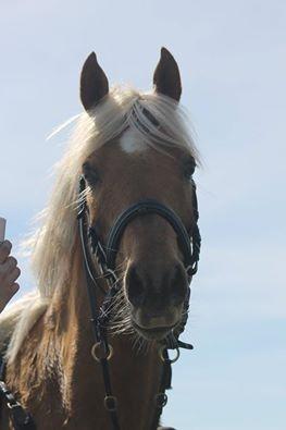 Palomino Rosendahls Golden Mihalie billede 3