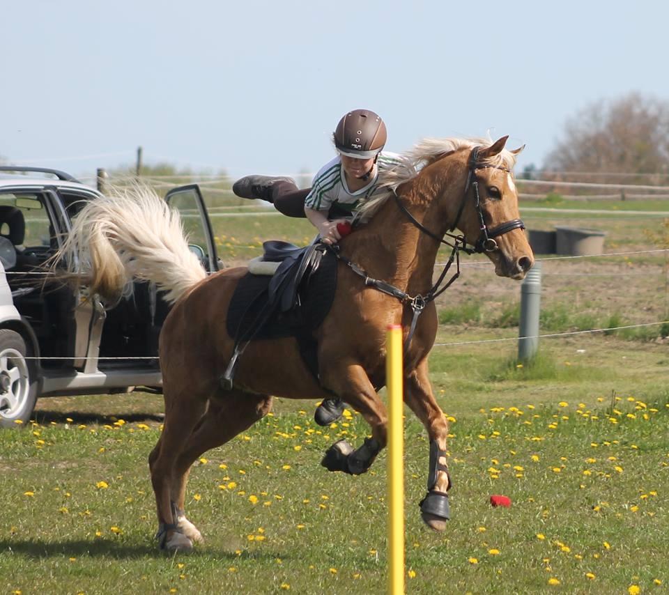 Palomino Rosendahls Golden Mihalie - Træning i foråret 2016 billede 4