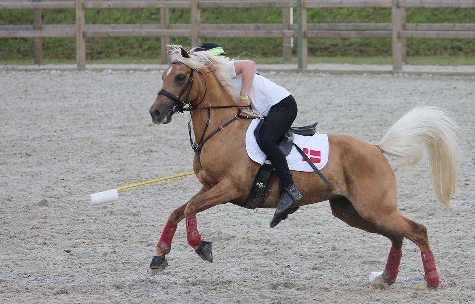 Palomino Rosendahls Golden Mihalie - VM par på Vallensbæk 2016 billede 7