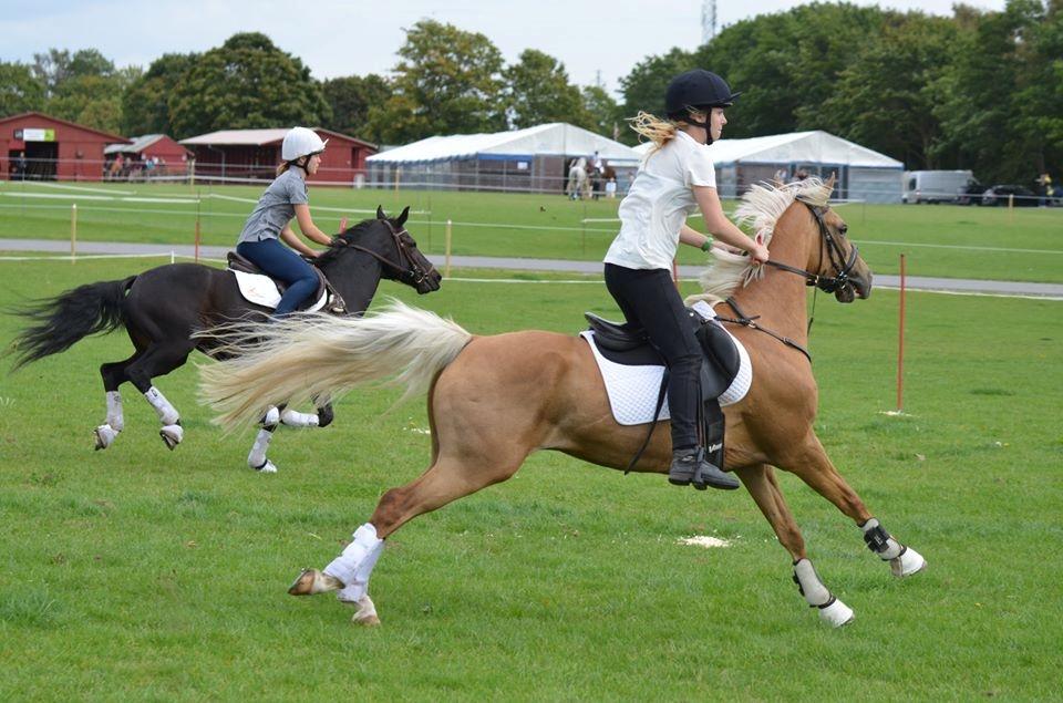 Palomino Rosendahls Golden Mihalie - Selected Pairs på Store hestedage 2016 billede 11