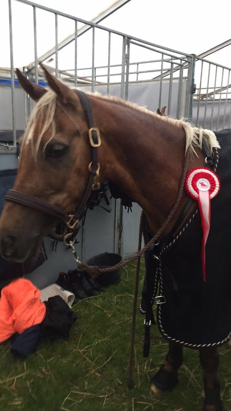 Palomino Rosendahls Golden Mihalie - Selected Pairs på Store hestedage 2016 billede 13