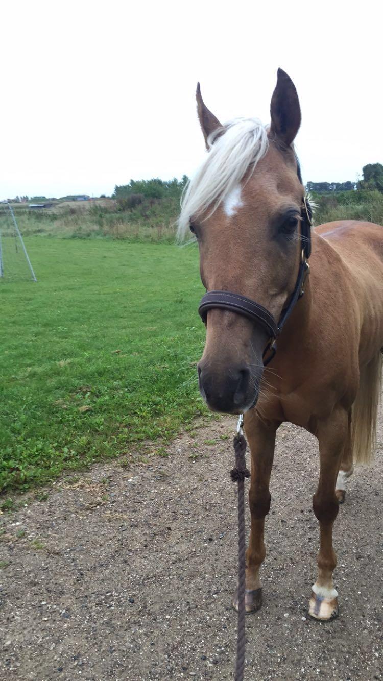 Palomino Rosendahls Golden Mihalie billede 8
