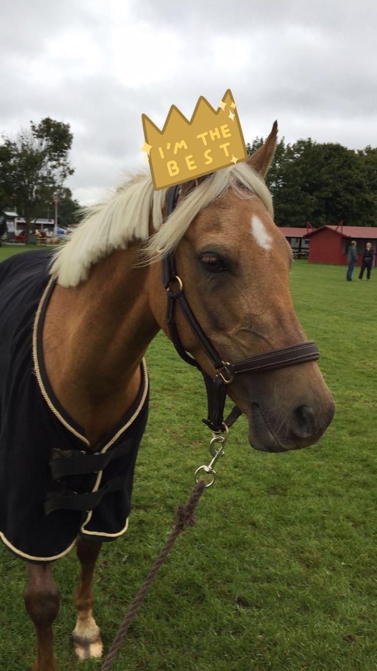 Palomino Rosendahls Golden Mihalie - Kongen på Store Hestedag 2016 billede 2