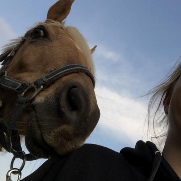 Palomino Rosendahls Golden Mihalie - #selfietime  billede 15