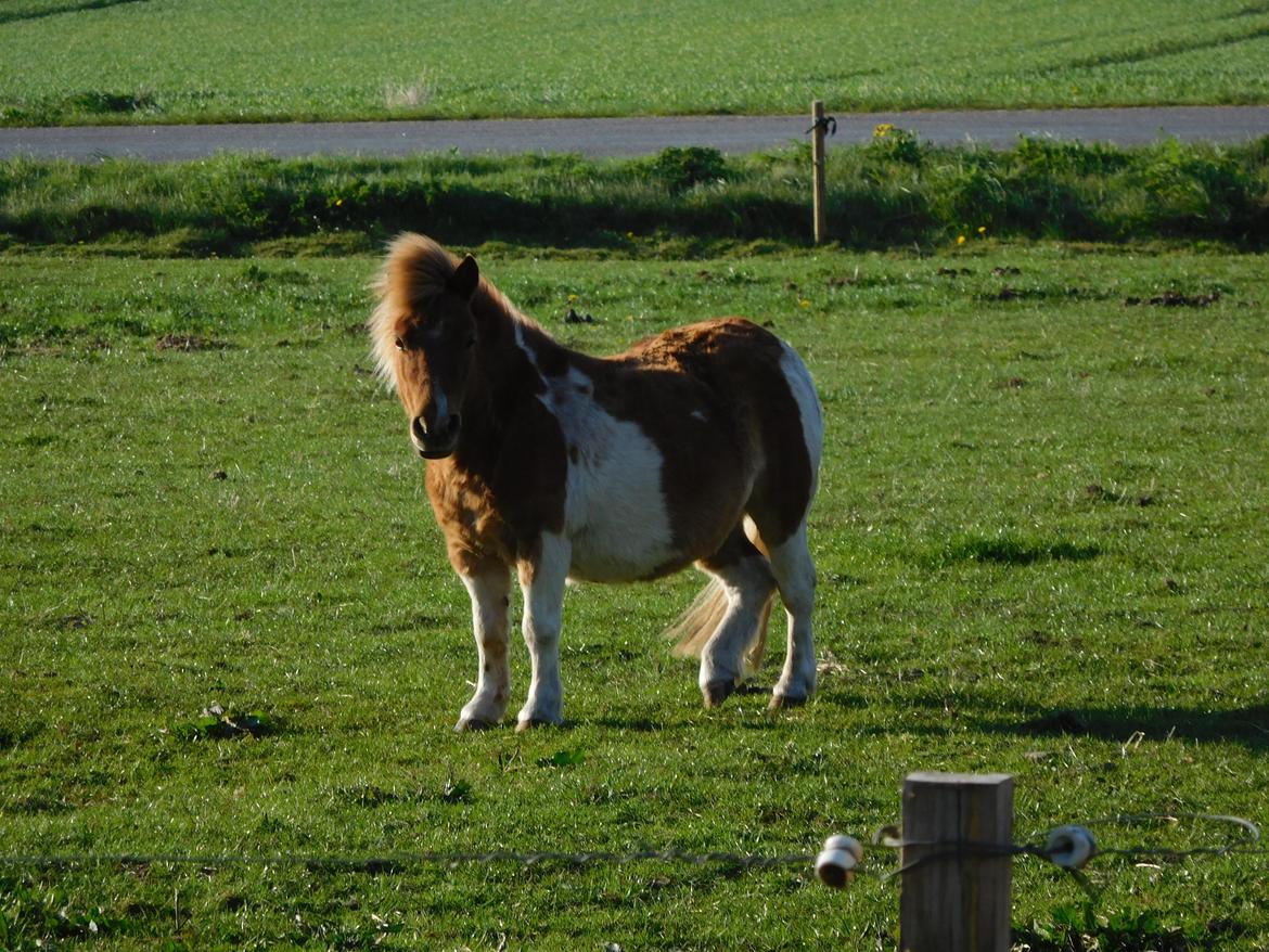 Shetlænder Melvejs Dina billede 1