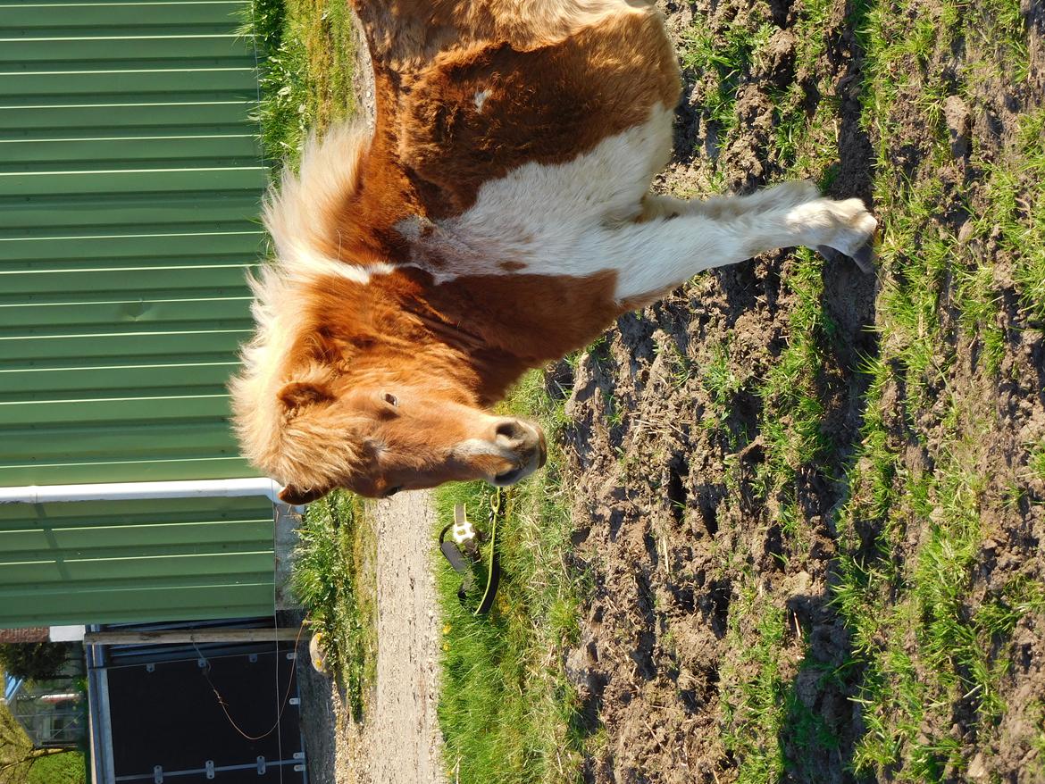Shetlænder Melvejs Dina billede 2