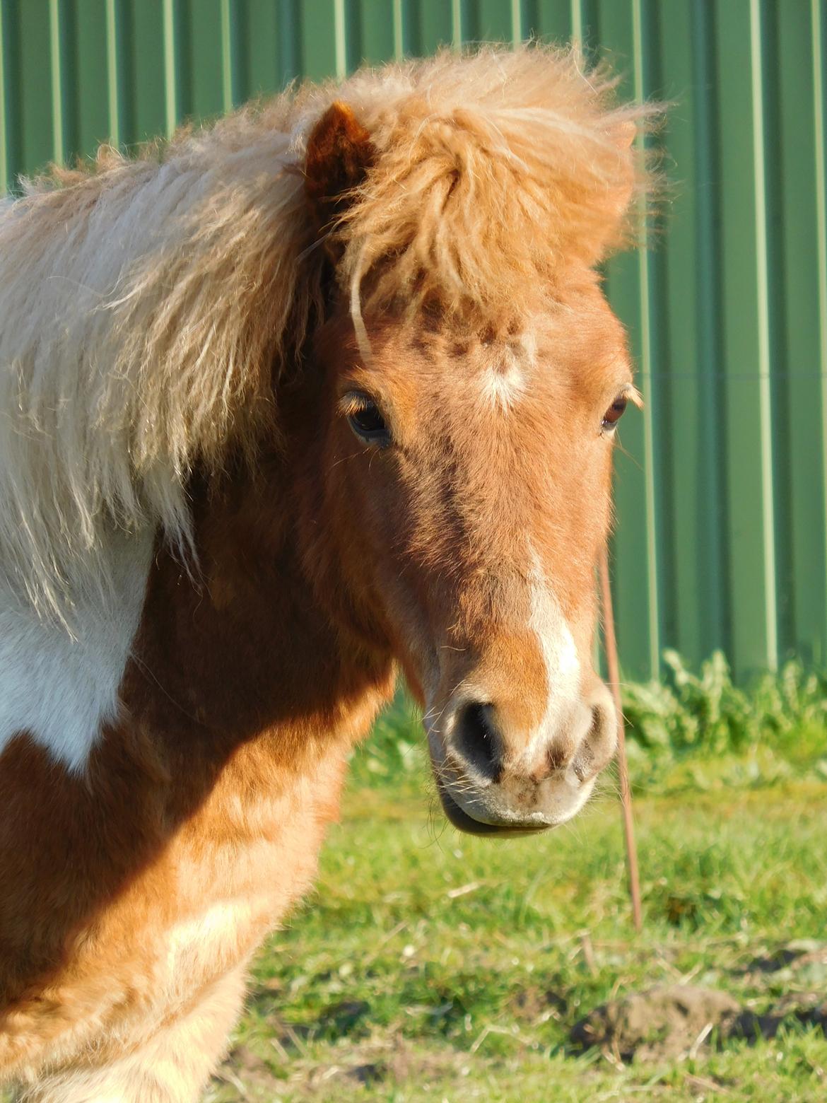 Shetlænder Melvejs Dina billede 3
