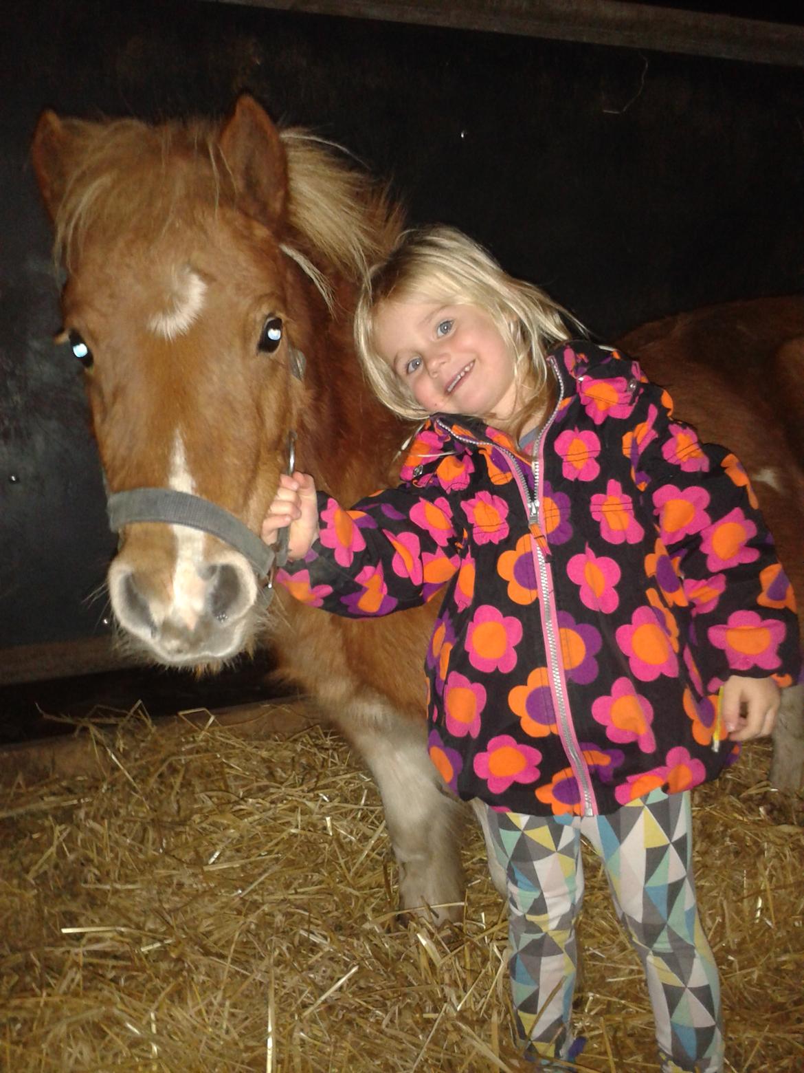 Shetlænder Melvejs Dina billede 4