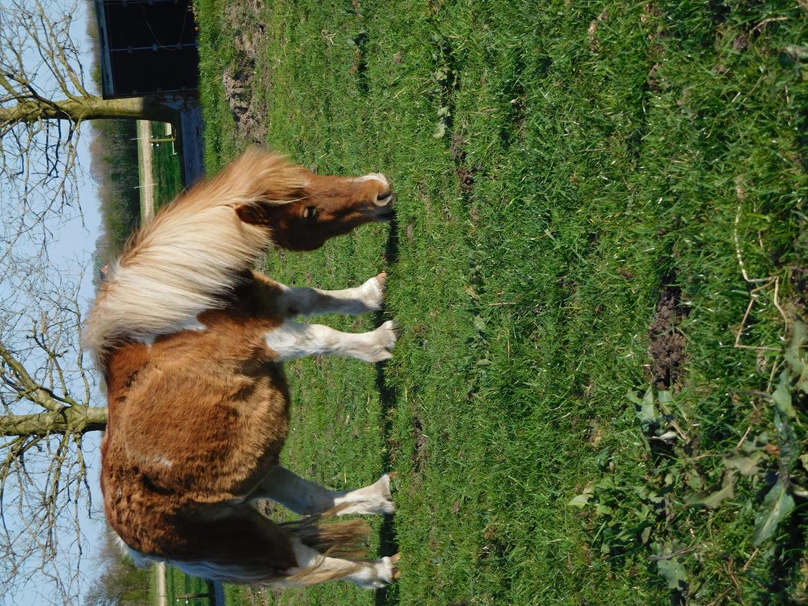 Shetlænder Melvejs Dina billede 5