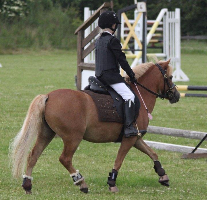 Welsh Pony (sec B) Rødsandsgaards Beauty billede 19