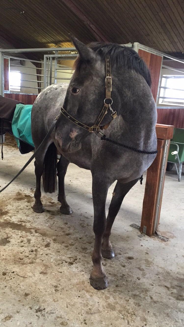 Knabstrupper PT knaldhætte AKA pegasus billede 2