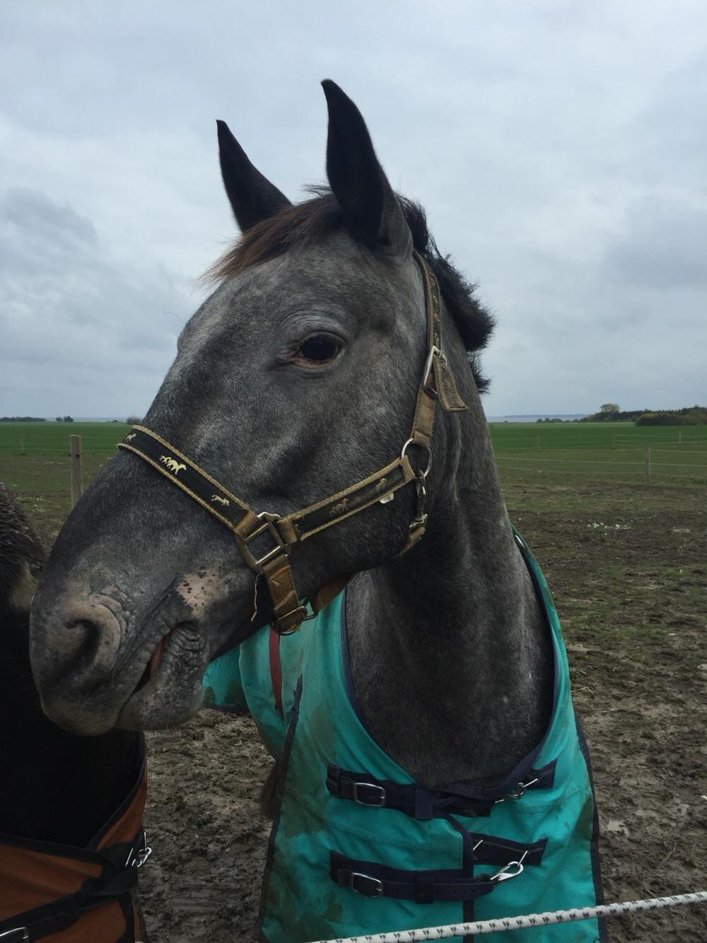 Knabstrupper PT knaldhætte AKA pegasus billede 1