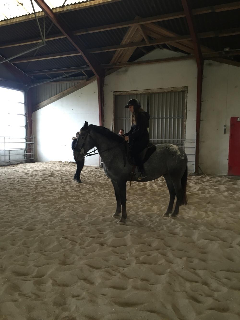 Knabstrupper PT knaldhætte AKA pegasus billede 3