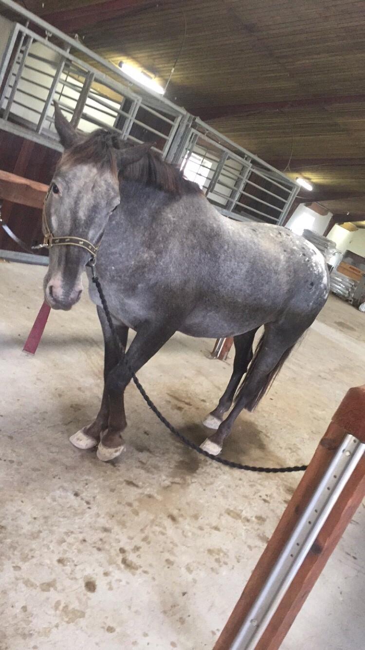 Knabstrupper PT knaldhætte AKA pegasus billede 4