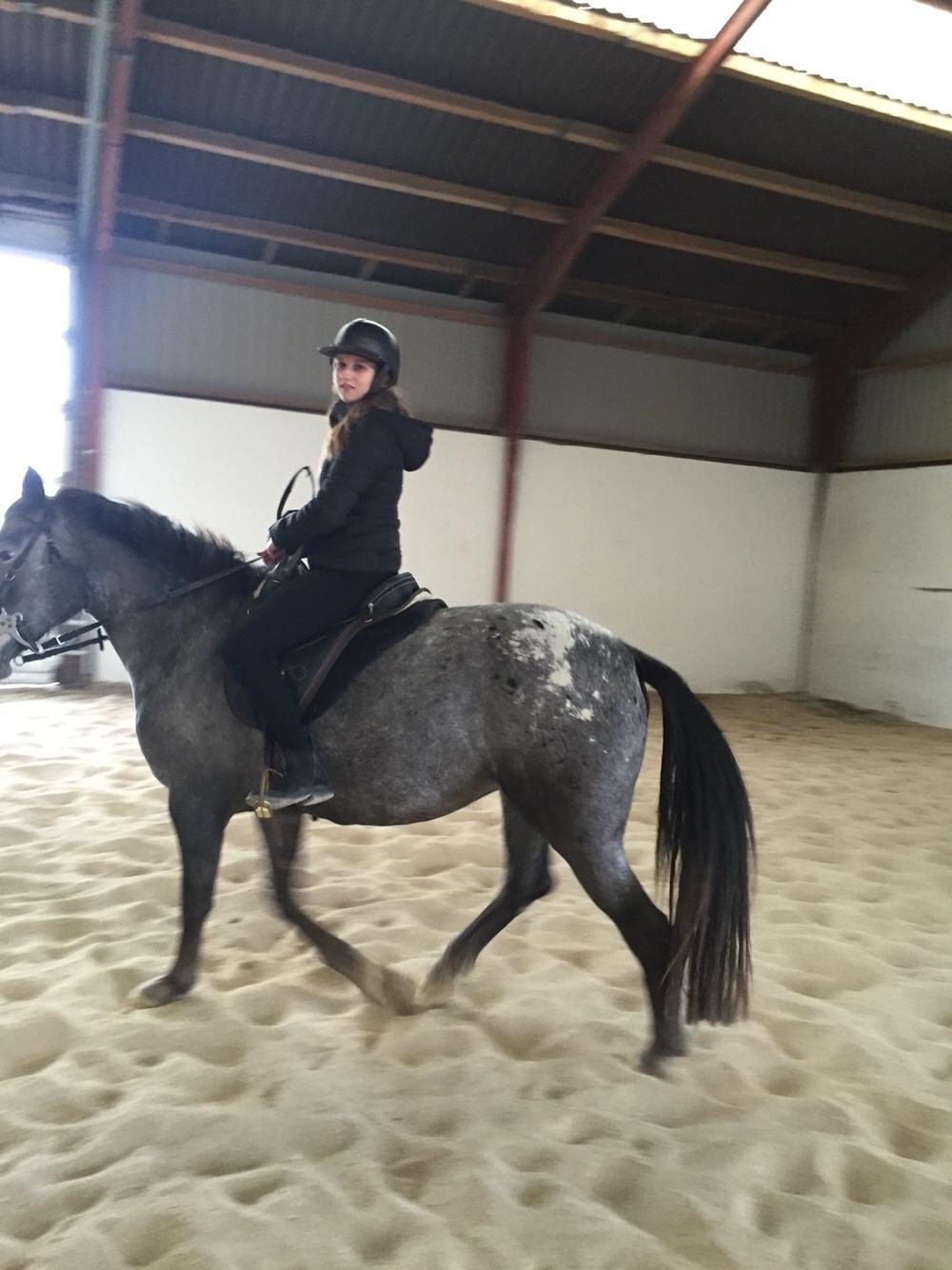 Knabstrupper PT knaldhætte AKA pegasus billede 5