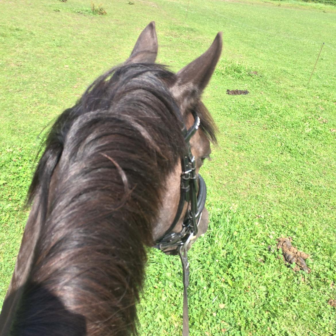 Anden særlig race Armani billede 1