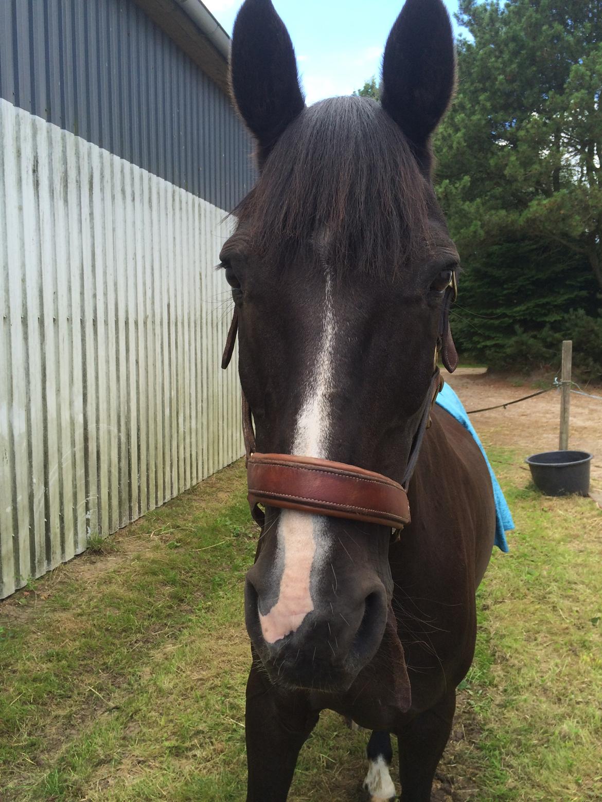 Anden særlig race Armani billede 2