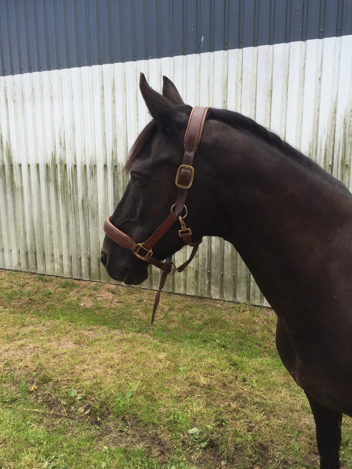 Anden særlig race Armani billede 3