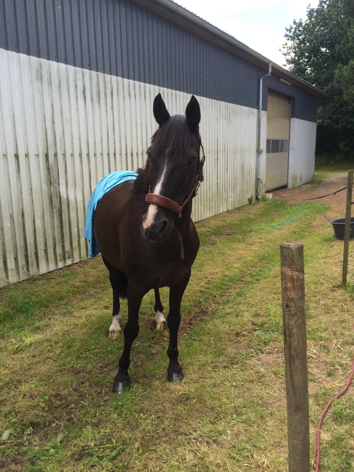 Anden særlig race Armani billede 4