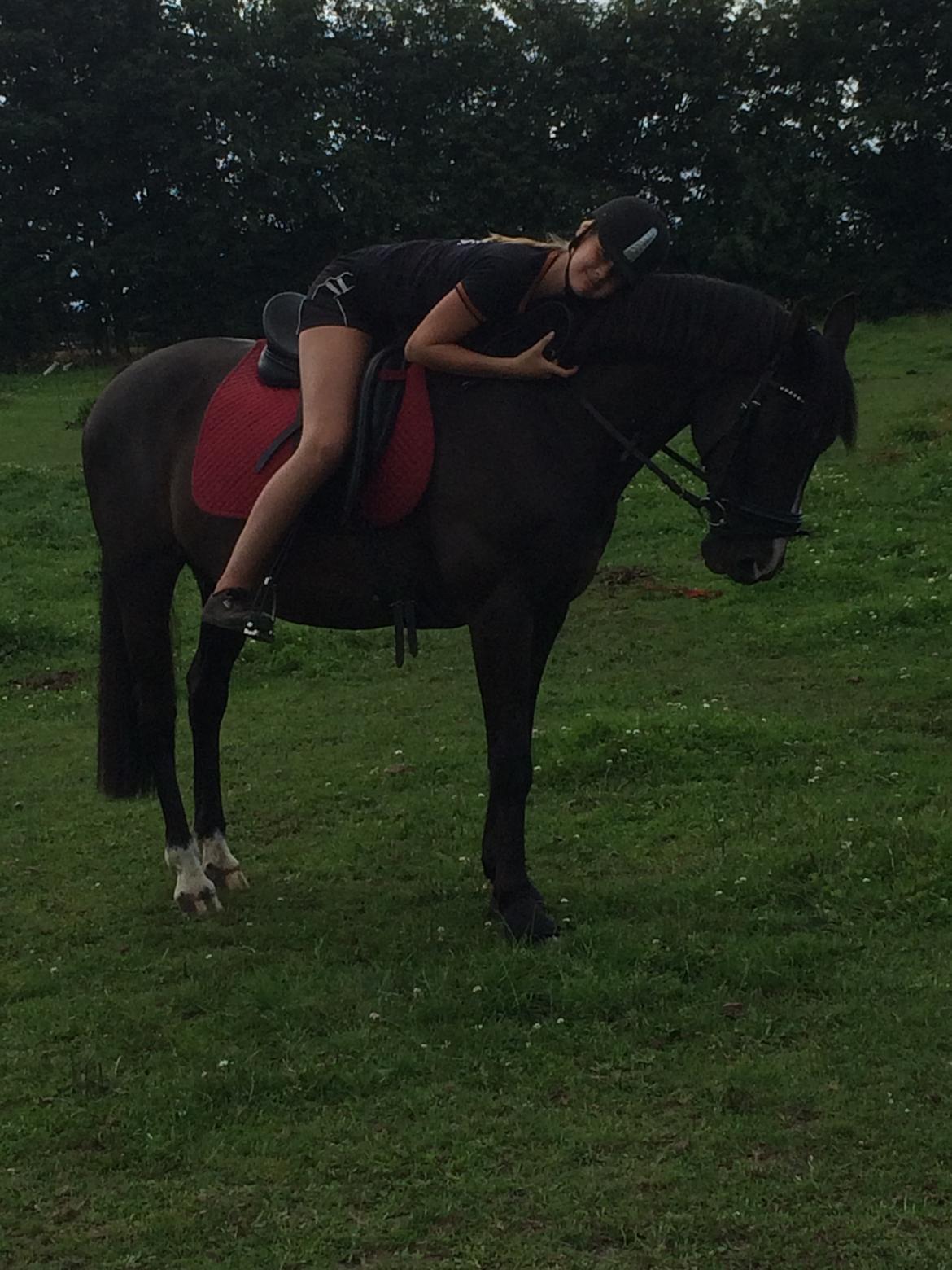 Anden særlig race Armani billede 5